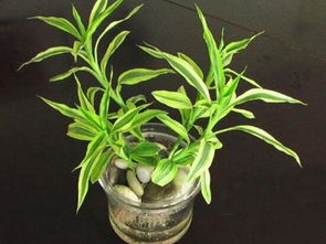 水培富贵竹怎么养才能旺盛,5个步骤教你养出旺盛的水培富贵竹 