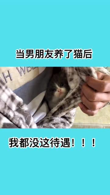 千万别让你男朋友养猫,当男朋友养了猫后,我都没有这待遇 