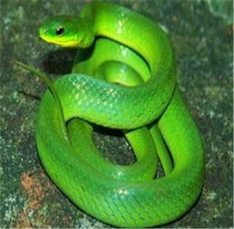 已婚女人梦见两条绿色的蛇,女人梦见蛇的七大预兆