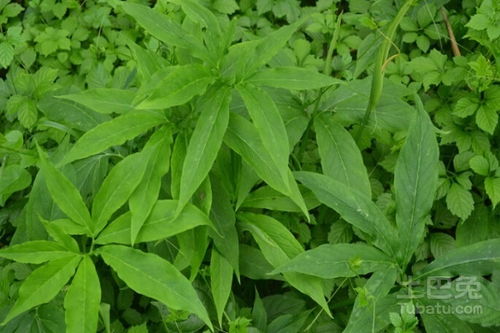 掌叶半夏的药理作用和价格介绍