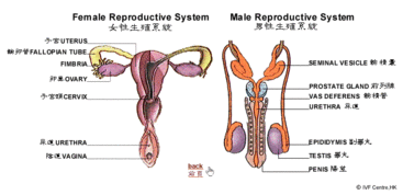 生殖系统图解 