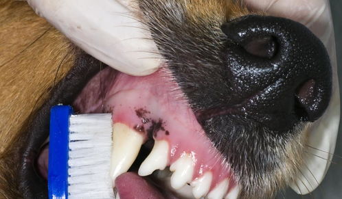 牙结石是什么 如果狗狗有牙结石,简单的刷牙能解决问题吗