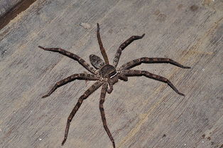 这是什么蜘蛛 在家里的墙壁上发现的,还刚刚褪了皮 