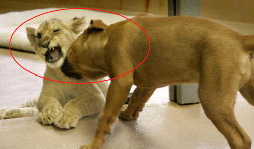 狮子被当成猫养,狗狗为保地位无尽欺负它,长大的画面震撼家人