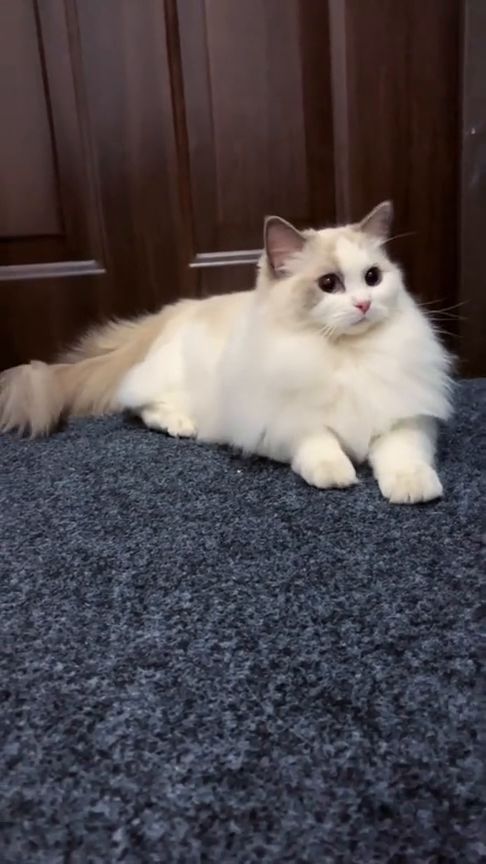 猫抓板什么的都不要 就喜欢门口地毯磨爪爪布偶猫 