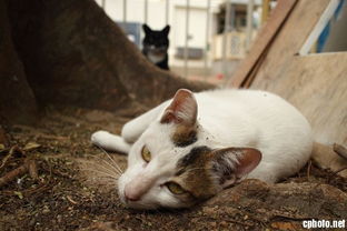 转角遇上猫 寻拍街猫小技巧