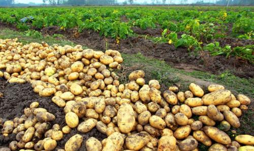 土豆种子怎么种植,马铃薯种籽的培育方法？