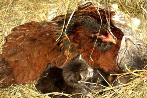 村民去鸡窝里捡鸡蛋,却发现母鸡举止怪异,仔细一看瞬间被萌到了