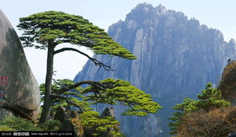 黄山附近还有哪些旅游景点(滁州大成国际附近免费停车场)