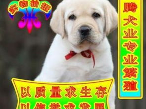 图 纯种健康拉拉犬 正规狗场可签订协议 健康质保终身 北京宠物狗 