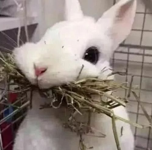 给兔子清理笼子时,兔子以为主人要赶走它,咬着大口粮食要离开,萌炸了