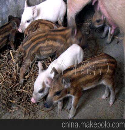 特种动物养殖,特种野猪