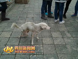 郫县一中官方微博回应 已对虐狗保安做停职处分 