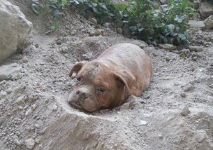 小狗死后埋在土里多久才会腐烂 
