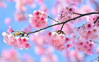 养一棵樱花树,这几步要做好,年年都有樱花赏 