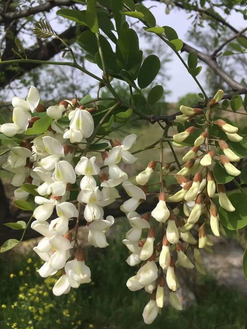 梦见洋槐花开的很旺盛(梦见洋槐花开是什么意思)