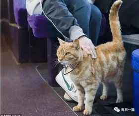 猫可以上公交车吗,猫可以上公交车吗 背着书包