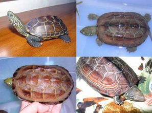这是什么种类的乌龟 