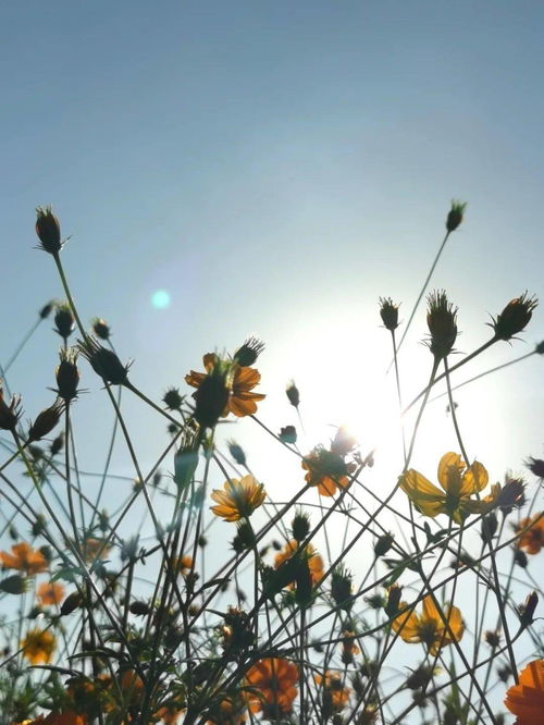 老少皆知励志歌,花期长又香还好养的花？