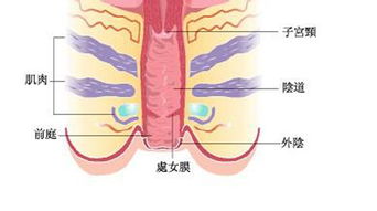 图解 女性的阴道有多深