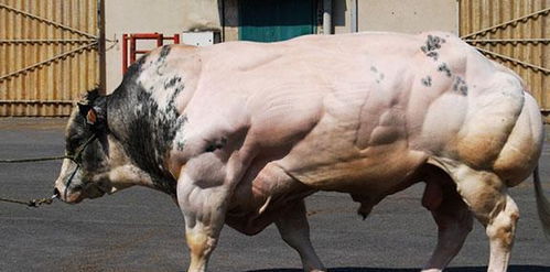 人吃蔬菜能减肥,为什么牛只吃草,却有一身结实的肌肉