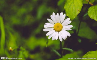 室内植物盆栽 园林盆栽图片 