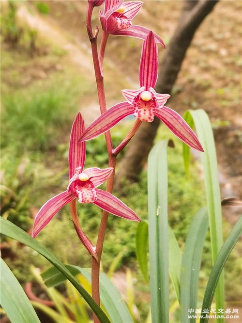 火树红冠尾花 