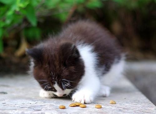 幼猫 成猫一天要吃多少猫粮