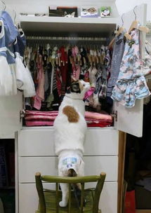 猫 衣柜衣服千千万,只有新的最好看 