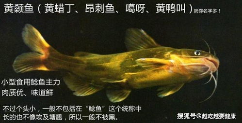 广西小区化粪池中发现鲶鱼,粪便作饲料,如此养的鲶鱼能吃吗