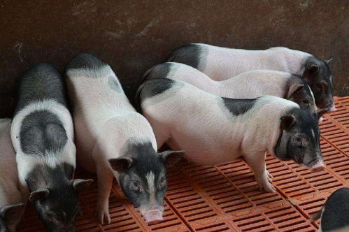 郫县纯种巴马香猪养殖基地科学养殖小香猪 