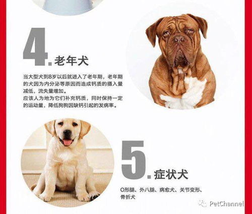 法牛中国推荐专为幼犬,产后母犬,孕期母犬定制 