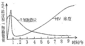 下图表示HIV感染人体后.体液中的HIV浓度和人体内主要的免疫细胞T细胞数量的变化过程曲线.请据图回答下列问题 1 能表示T细胞数量变化的曲线是 . 2 某同学吃了艾 