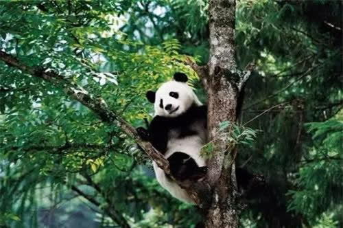 为何肉食动物再饿也不吃熊猫 网友 你看看熊猫在上古时期叫啥
