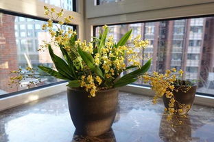 花香最好闻的植物,花开一朵,满室飘香,花期长,是室内盆栽佳品
