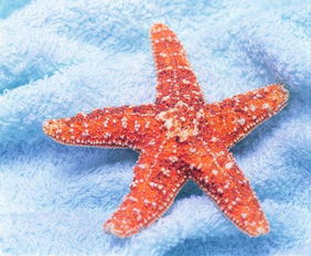 海藻七星是什么,怎么养,最好有图片