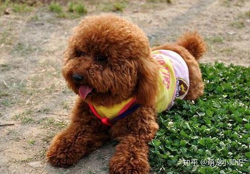 为什么都不建议养泰迪犬