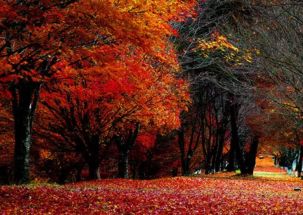 关于描写秋色的诗句