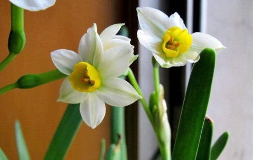 水仙花怎么弄好看(水仙花怎么养花开得好看)(水仙花怎么养才开花快?)