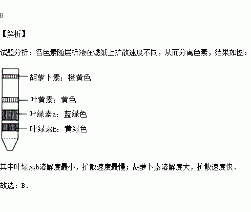 叶绿素纸层析色素带图 图片欣赏中心 急不急图文 Jpjww Com