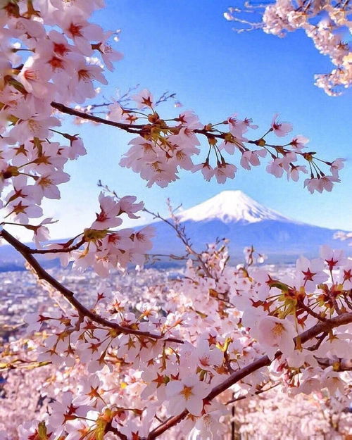 富士山樱花高清壁纸 搜狗图片搜索