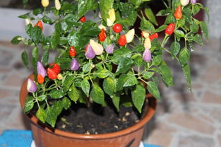 家种观赏辣椒要怎样能多结果,七彩椒盆栽采果后怎么养？