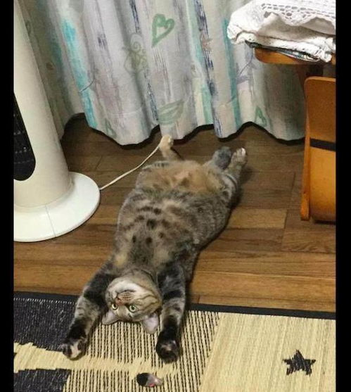 主人打开空调后,猫咪立马四脚朝天的躺在地板上,猫 真凉快啊