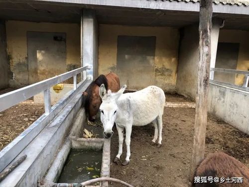 农村俗语 白马犯青牛,猪猴不到头 ,你知道是什么意思吗