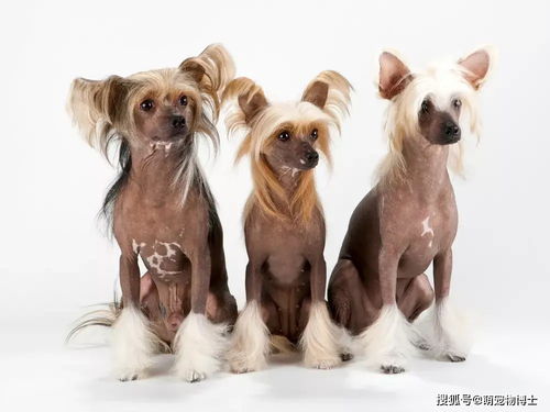 世界上最小的11种狗,中国犬只榜上有名