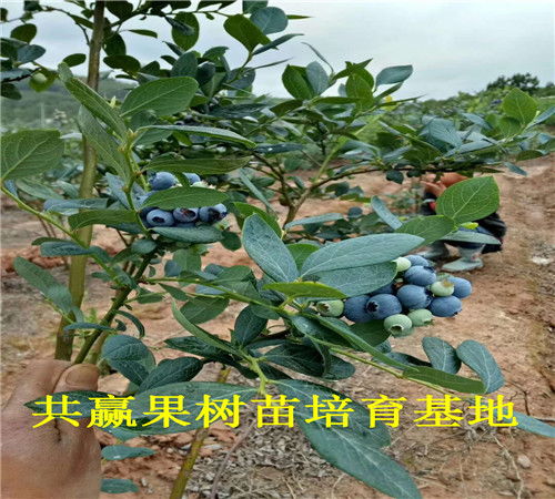 蓝莓种苗陕西省能不能种植(蓝莓西安能种不)
