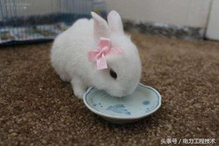 兔子不喂水会渴死吗(兔子不喂水会渴死吗,只吃菜和水)