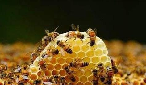 蜜蜂养殖 养蜂人需要知道的 十禁忌 ,新手老手都爱犯 上