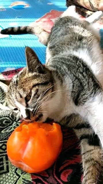 爱吃柿子的猫咪,超级无敌的可爱 