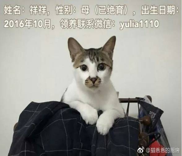 猫爸公益流浪猫领养 新增山西太原,沈阳地区已更新 11.26更新 